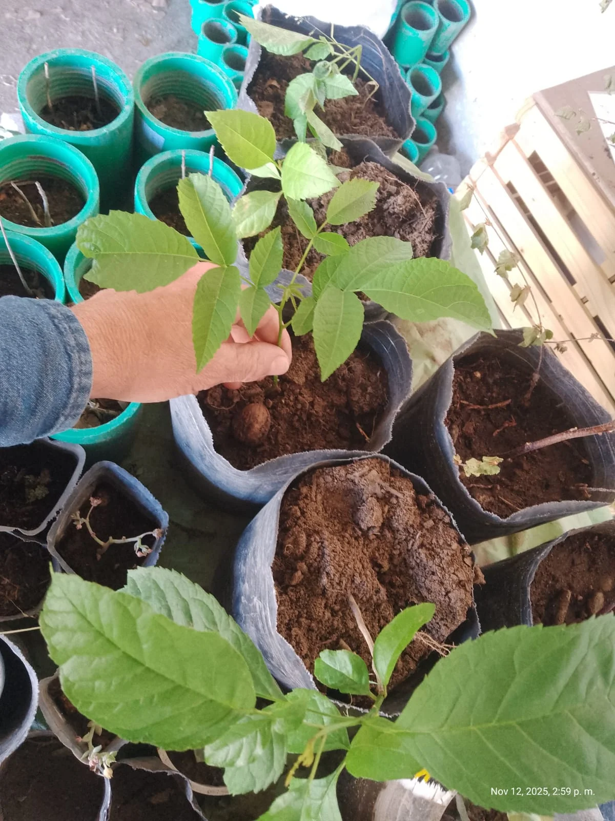 Vivero Municipal de Plottier