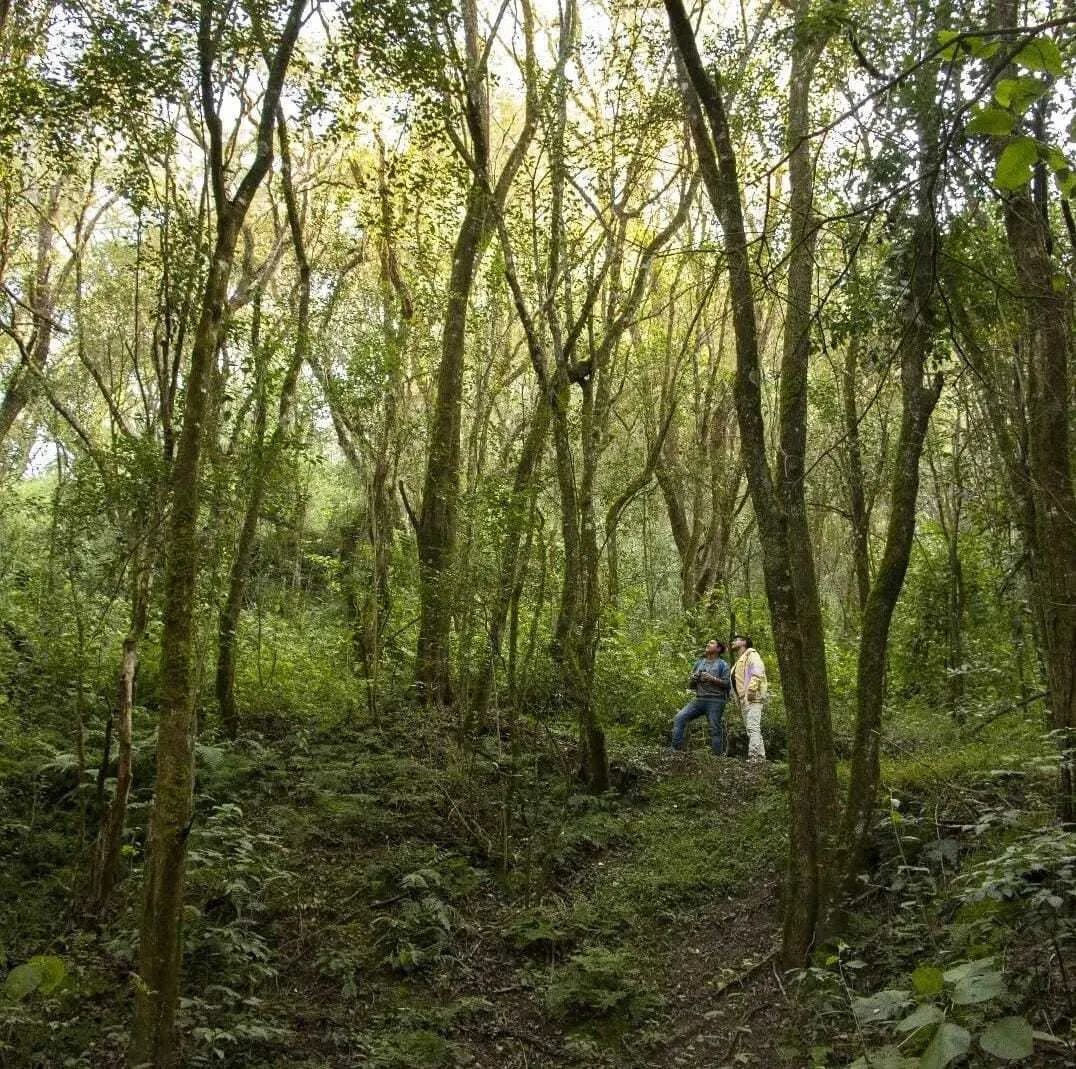 Audioguía Parque Botánico Municipal Carlos Maris Schüell 